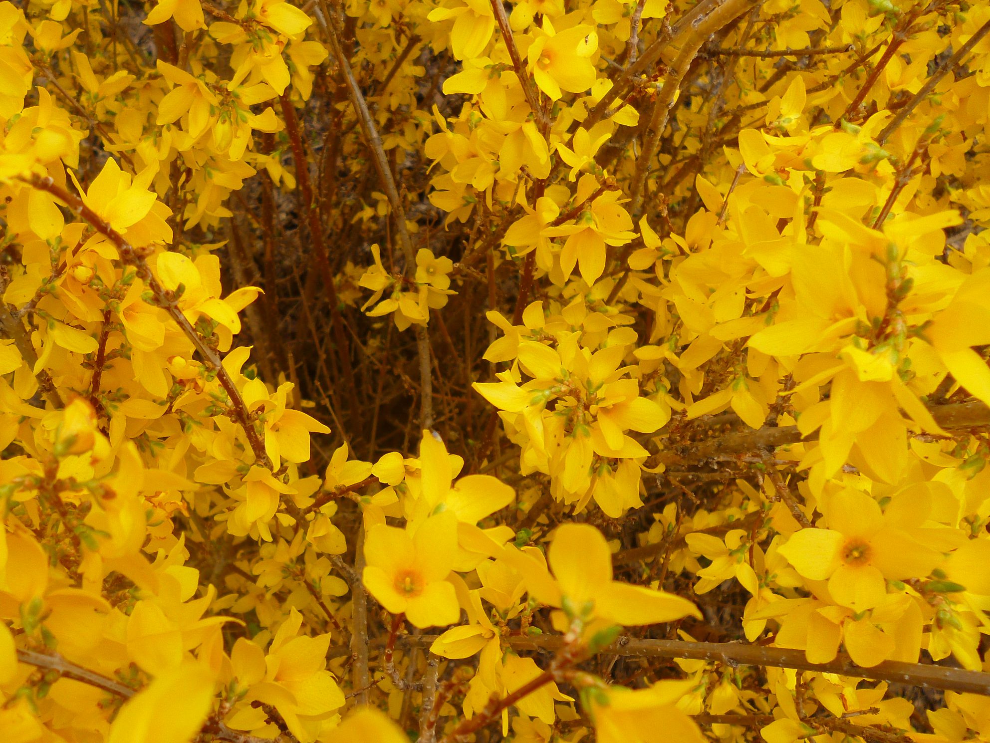 Кустарник с желтыми цветами ранней